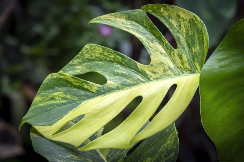 Seltene Monstera-Sorten:Erweitern Sie Ihre Frühlingspflanzensammlung 