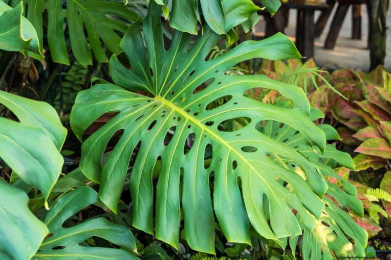 Seltene Monstera-Sorten:Erweitern Sie Ihre Frühlingspflanzensammlung 