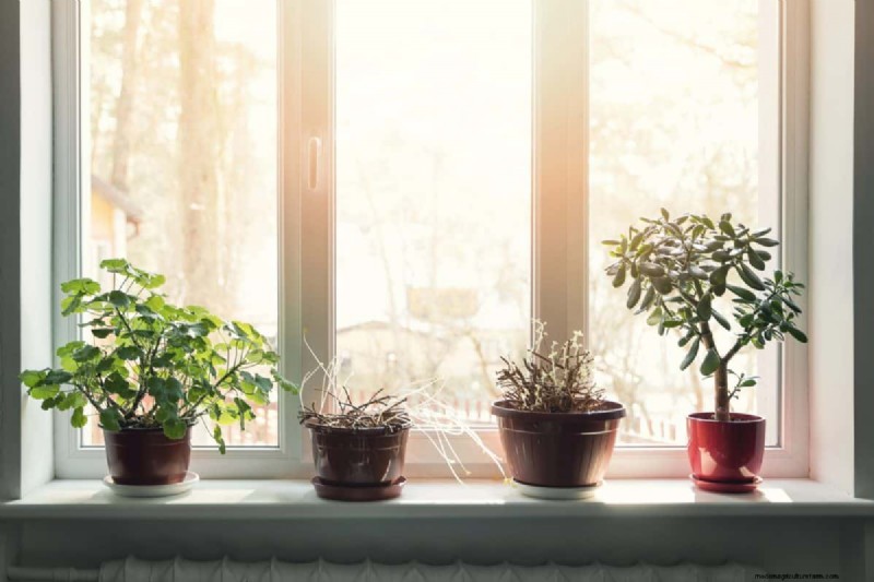 植物の光のニーズを解読する:成長パターンを理解するためのガイド 