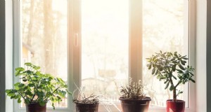 Den Lichtbedarf von Pflanzen entschlüsseln:Ein Leitfaden zum Verständnis von Wachstumsmustern 
