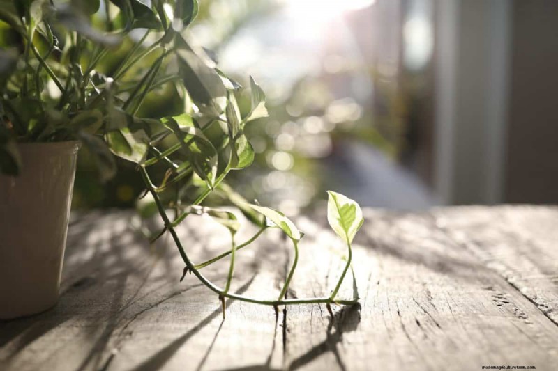 植物の光のニーズを解読する:成長パターンを理解するためのガイド 