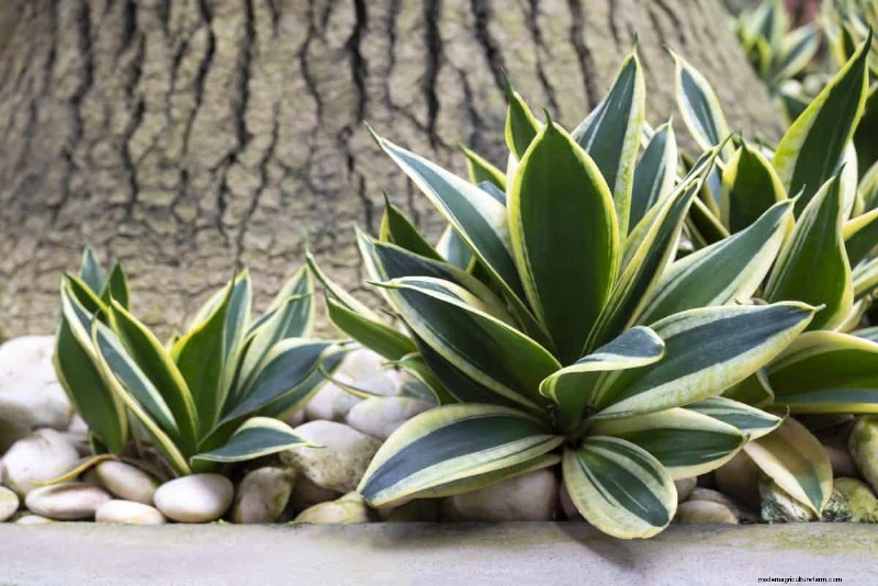 植物の光のニーズを解読する:成長パターンを理解するためのガイド 