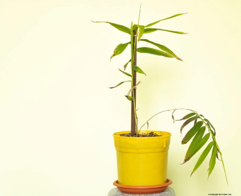 植物の光のニーズを解読する:成長パターンを理解するためのガイド 