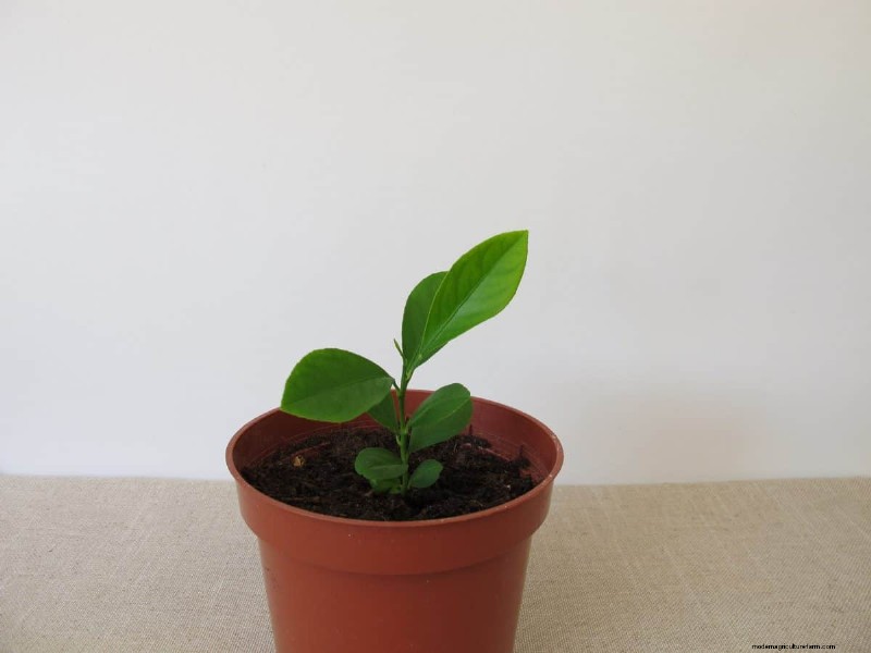 植物の光のニーズを解読する:成長パターンを理解するためのガイド 
