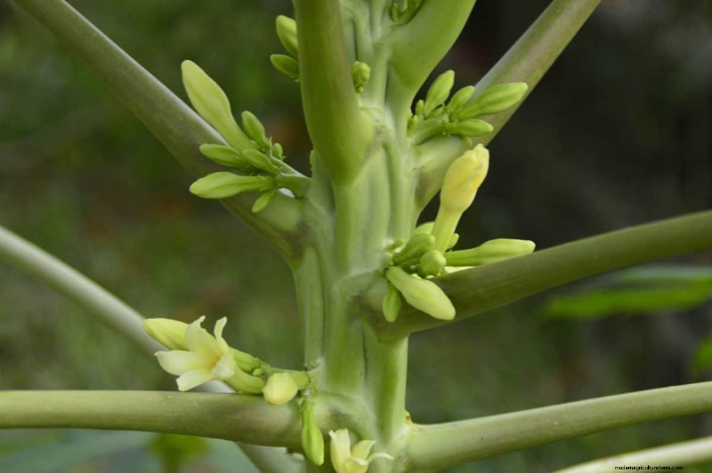 植物の光のニーズを解読する:成長パターンを理解するためのガイド 