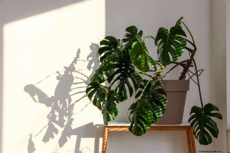 植物の光のニーズを解読する:成長パターンを理解するためのガイド 