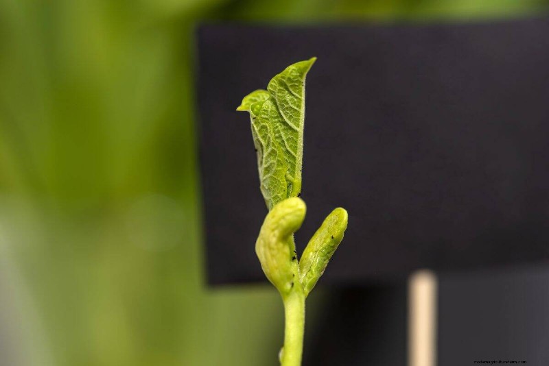 植物の光のニーズを解読する:成長パターンを理解するためのガイド 