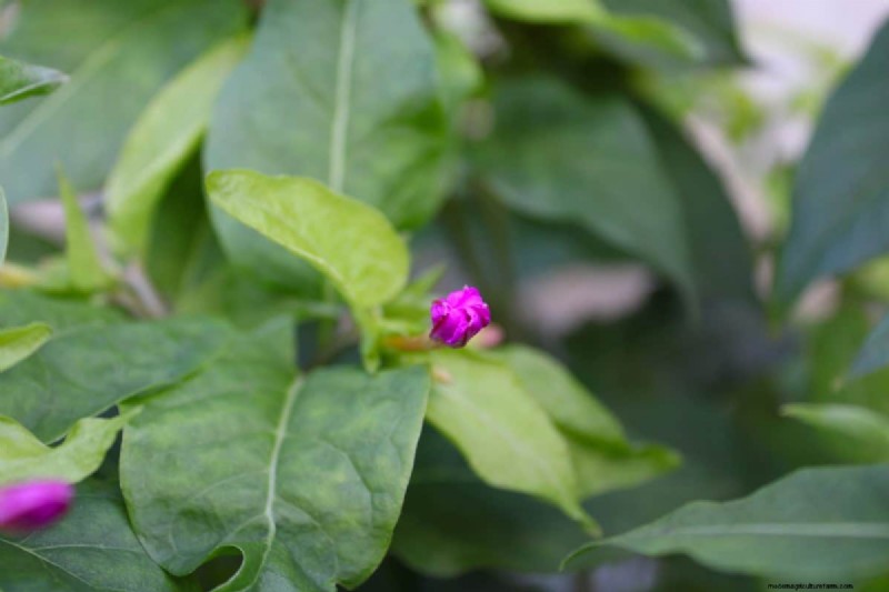 植物の光のニーズを解読する:成長パターンを理解するためのガイド 