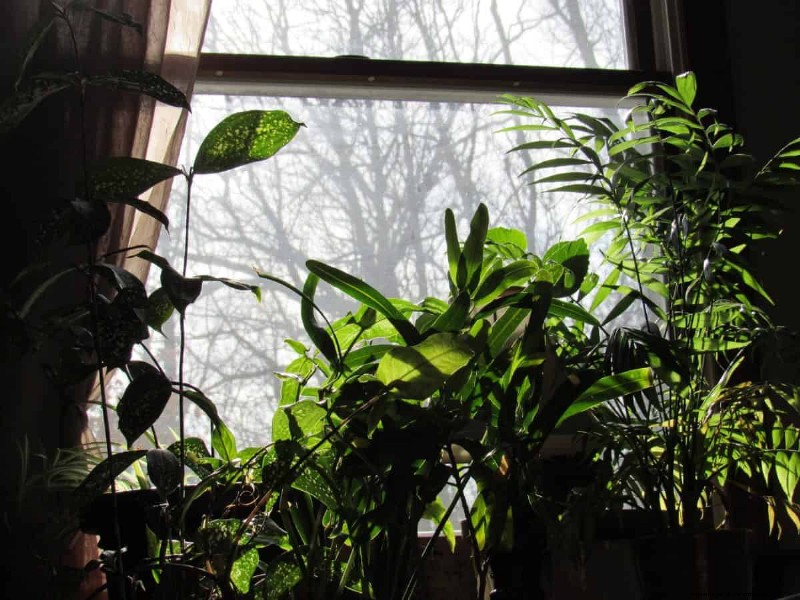 植物の光のニーズを解読する:成長パターンを理解するためのガイド 