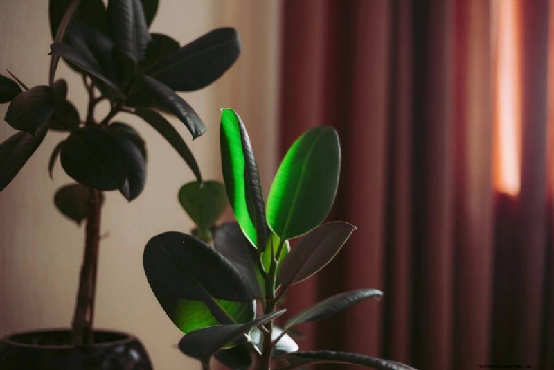 植物の光のニーズを解読する:成長パターンを理解するためのガイド 