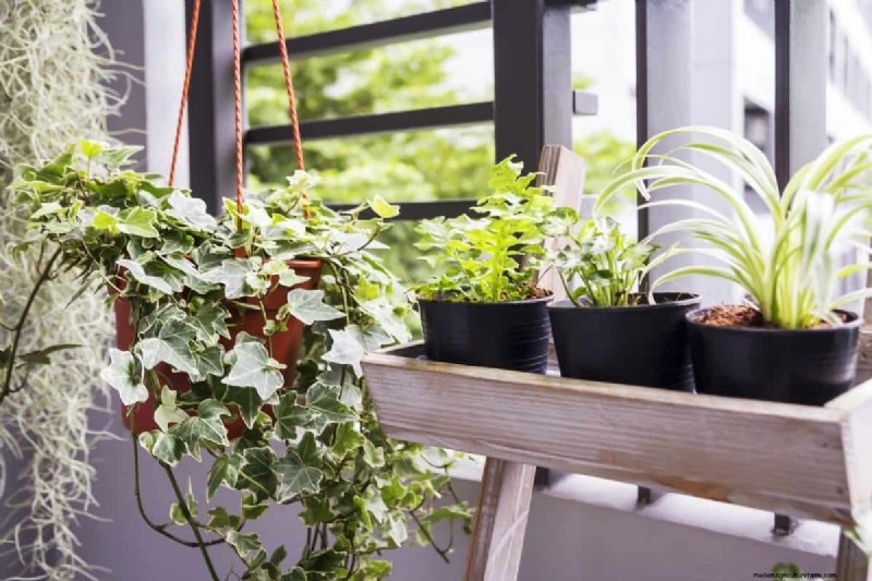 植物の光のニーズを解読する:成長パターンを理解するためのガイド 