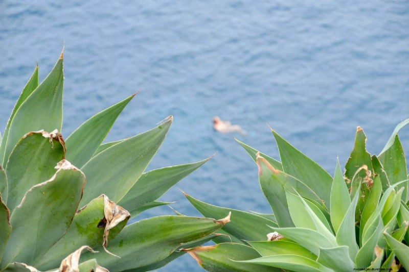植物の光のニーズを解読する:成長パターンを理解するためのガイド 