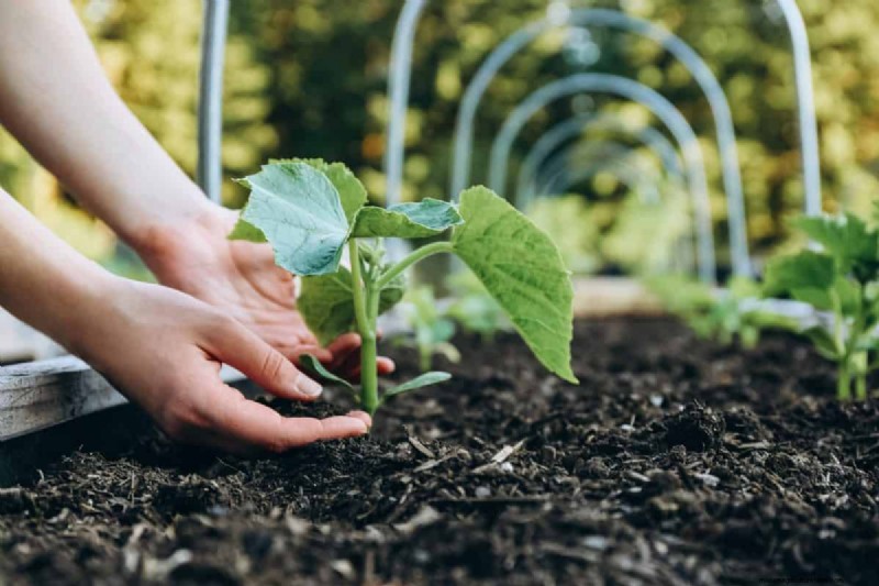 Gids voor het planten van de lente:optimale timing voor uw tuinzone 