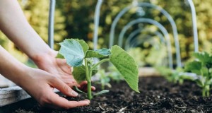Gids voor het planten van de lente:optimale timing voor uw tuinzone 