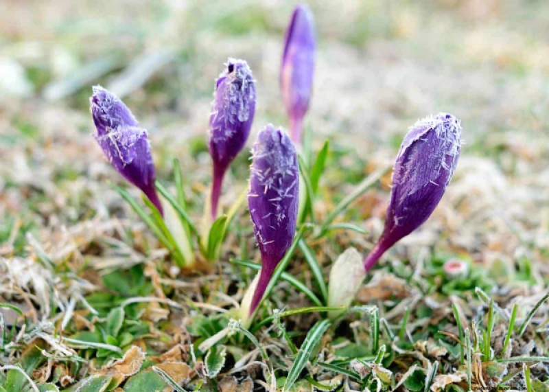 Gids voor het planten van de lente:optimale timing voor uw tuinzone 