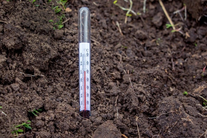 Gids voor het planten van de lente:optimale timing voor uw tuinzone 