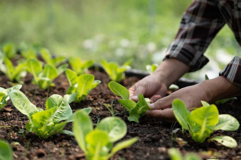 Gids voor het planten van de lente:optimale timing voor uw tuinzone 