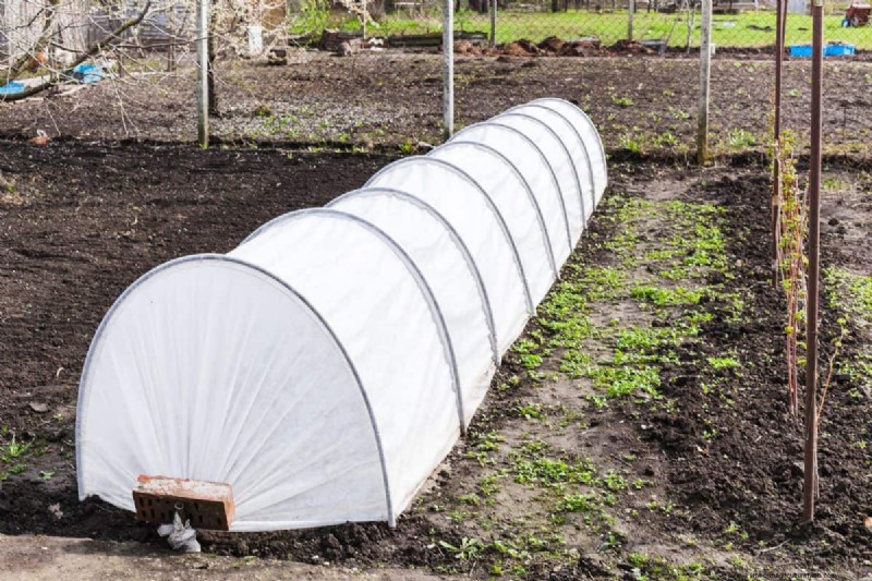 Gids voor het planten van de lente:optimale timing voor uw tuinzone 