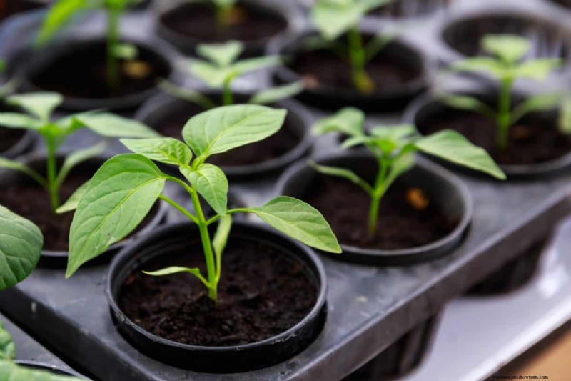 Gids voor het planten van de lente:optimale timing voor uw tuinzone 
