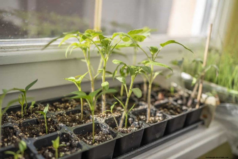 Gids voor het planten van de lente:optimale timing voor uw tuinzone 