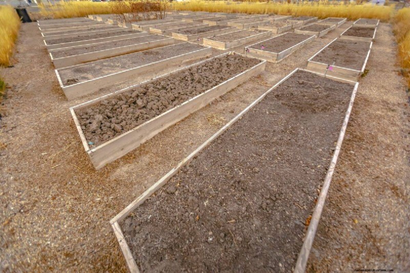 Gids voor het planten van de lente:optimale timing voor uw tuinzone 