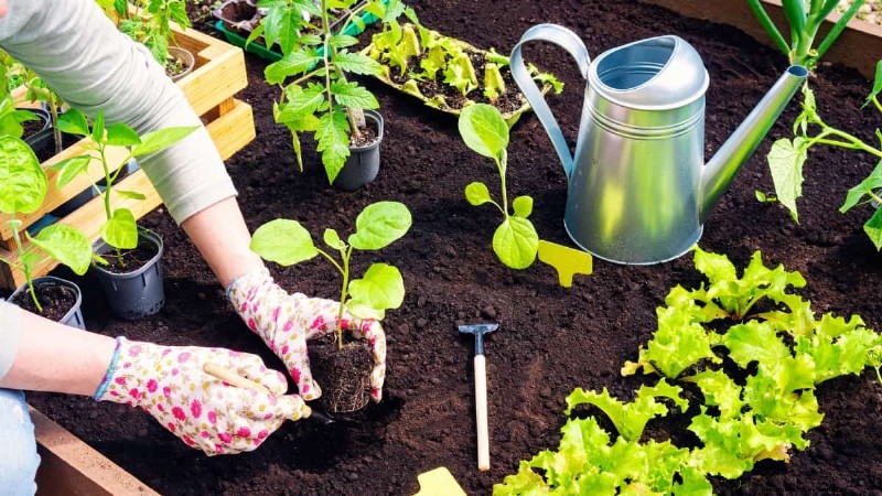 Gids voor het planten van de lente:optimale timing voor uw tuinzone 