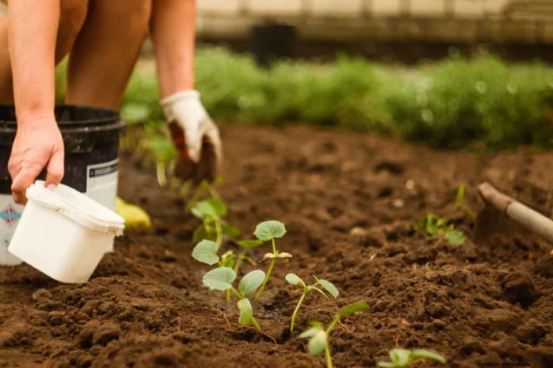 Gids voor het planten van de lente:optimale timing voor uw tuinzone 