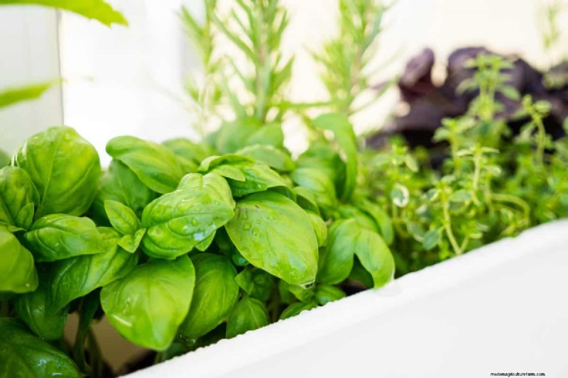 Gids voor het planten van de lente:optimale timing voor uw tuinzone 