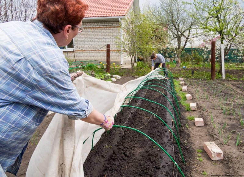 Gids voor het planten van de lente:optimale timing voor uw tuinzone 