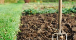 Maak uw tuinbedden klaar voor de lente:22 tips van experts 