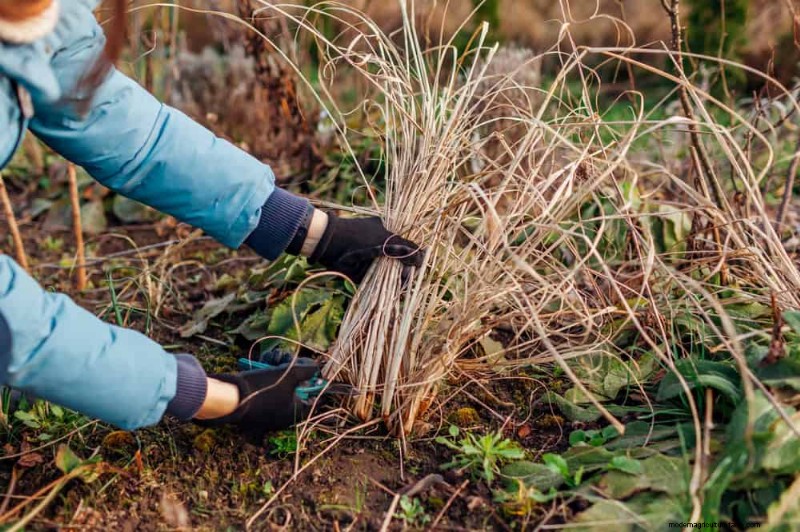 Maak uw tuinbedden klaar voor de lente:22 tips van experts 