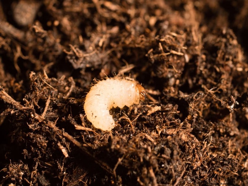 Maak uw tuinbedden klaar voor de lente:22 tips van experts 