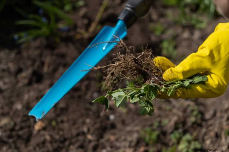 Maak uw tuinbedden klaar voor de lente:22 tips van experts 