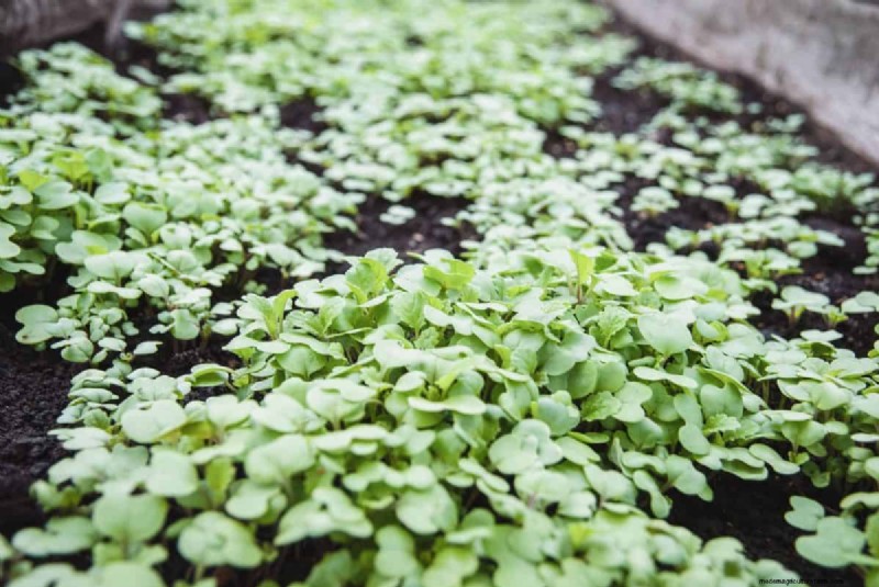 Maak uw tuinbedden klaar voor de lente:22 tips van experts 