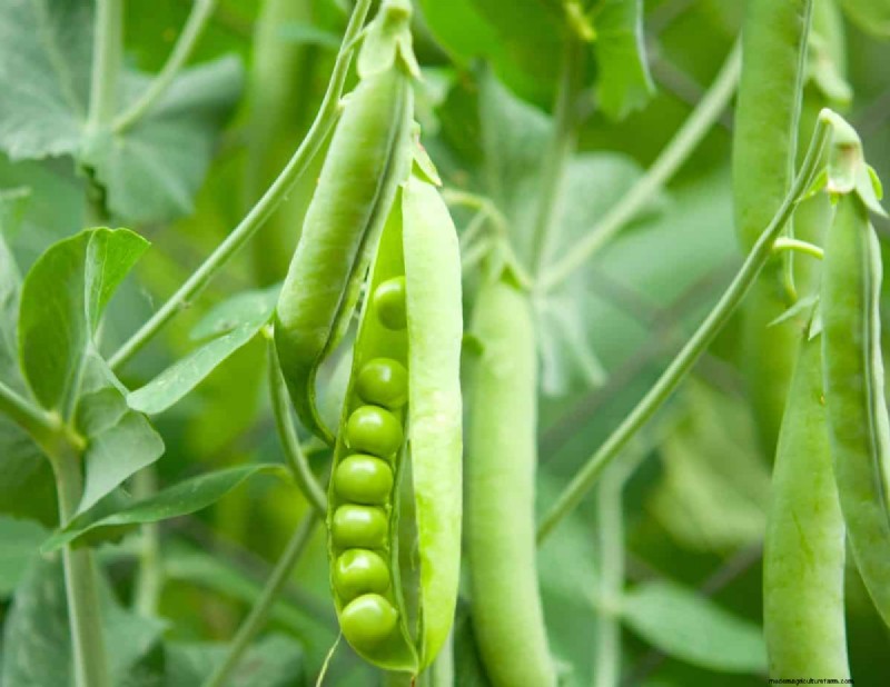 Maak uw tuinbedden klaar voor de lente:22 tips van experts 