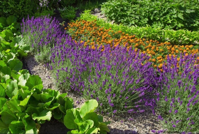 Maak uw tuinbedden klaar voor de lente:22 tips van experts 