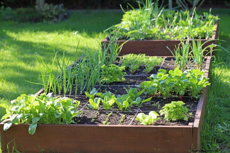 Maak uw tuinbedden klaar voor de lente:22 tips van experts 