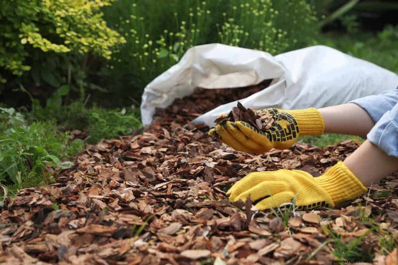 Mejore el drenaje del jardín:21 soluciones sin excavación para plantas más saludables 