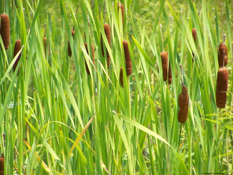 Mejore el drenaje del jardín:21 soluciones sin excavación para plantas más saludables 
