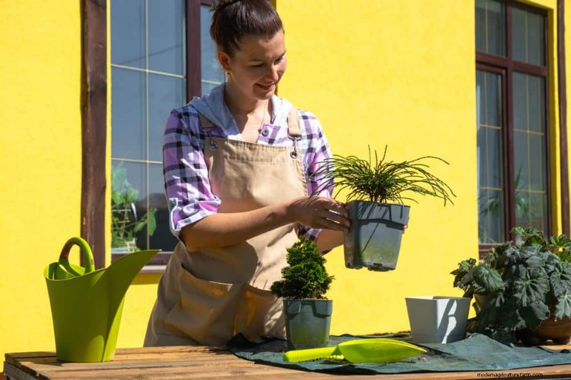 Mejore el drenaje del jardín:21 soluciones sin excavación para plantas más saludables 
