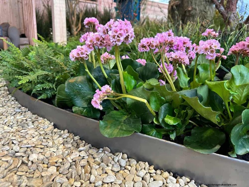 Mejore el drenaje del jardín:21 soluciones sin excavación para plantas más saludables 