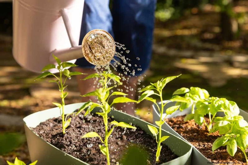 Mejore el drenaje del jardín:21 soluciones sin excavación para plantas más saludables 