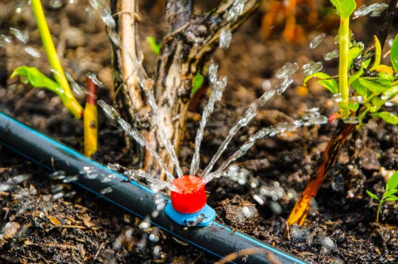 Mejore el drenaje del jardín:21 soluciones sin excavación para plantas más saludables 