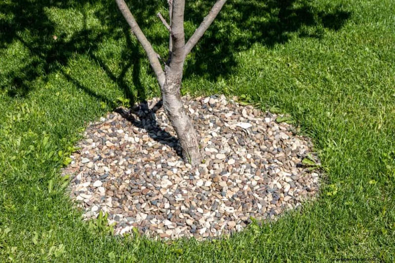 Mejore el drenaje del jardín:21 soluciones sin excavación para plantas más saludables 