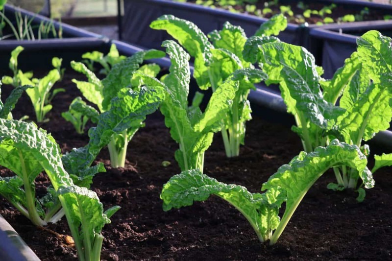 Mejore el drenaje del jardín:21 soluciones sin excavación para plantas más saludables 