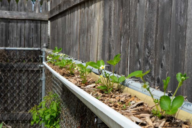 Mejore el drenaje del jardín:21 soluciones sin excavación para plantas más saludables 