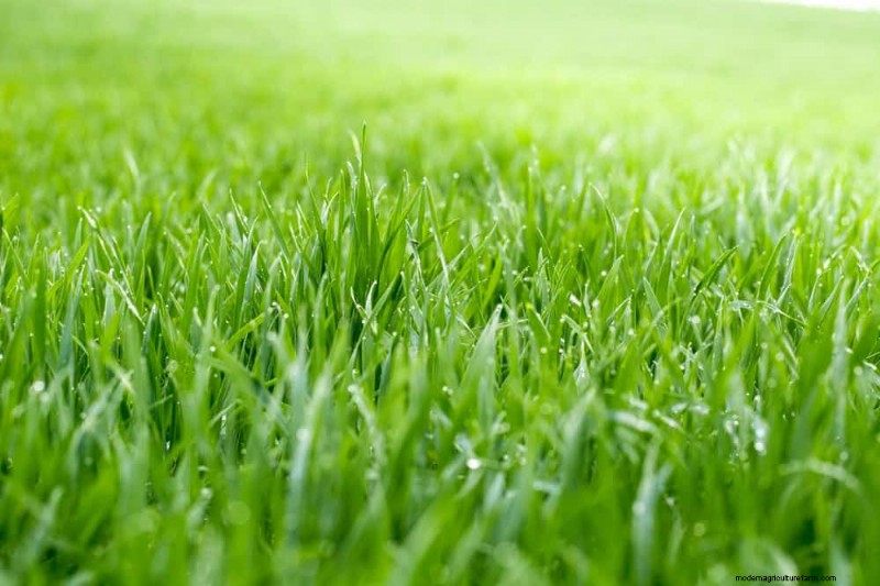 Mejore el drenaje del jardín:21 soluciones sin excavación para plantas más saludables 