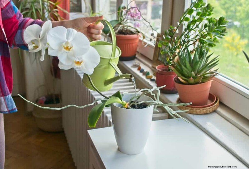 Krullende bladeren op kamerplanten:oorzaken en snelle oplossingen 