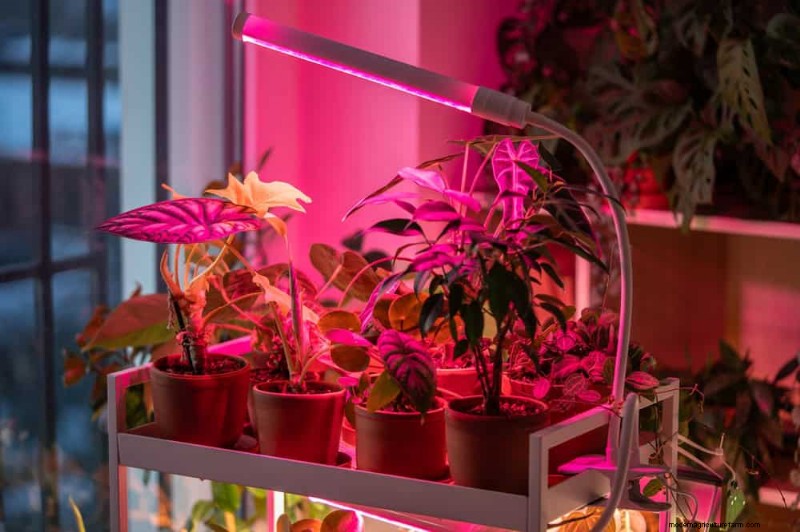 Krullende bladeren op kamerplanten:oorzaken en snelle oplossingen 