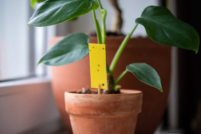 Krullende bladeren op kamerplanten:oorzaken en snelle oplossingen 